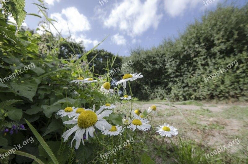 Daisy Sky Nature Summer Plant