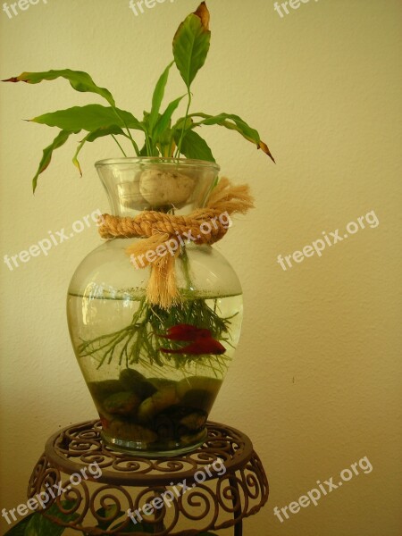 Betta Fish Fish Betta Aquatic Tropical