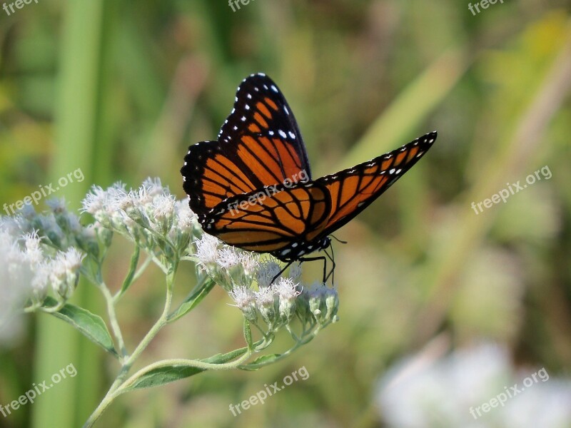 Monarch Butterfly Insect Nature Colorful