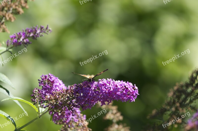 Lilac Butterfly Flowers Blossom Bloom