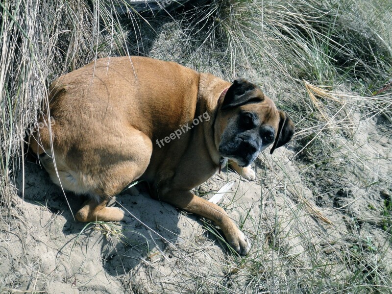 German Boxer Dog Pet Sea Dune