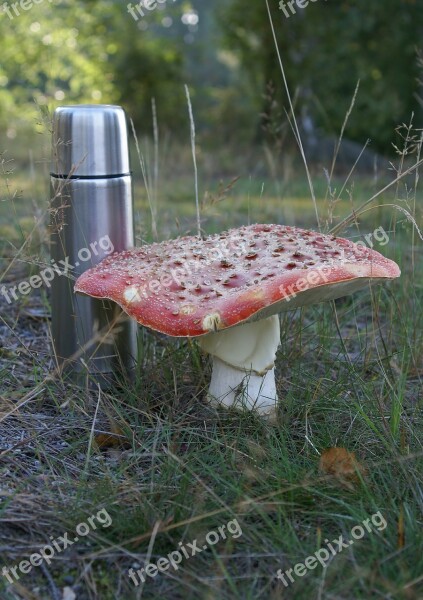 Fly Agaric Toxic Large Thermos Autumn