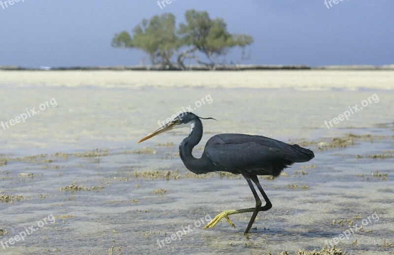 Heron Egypt Bird Black Animals