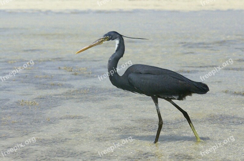 Heron Bird Water Red Sea Animals