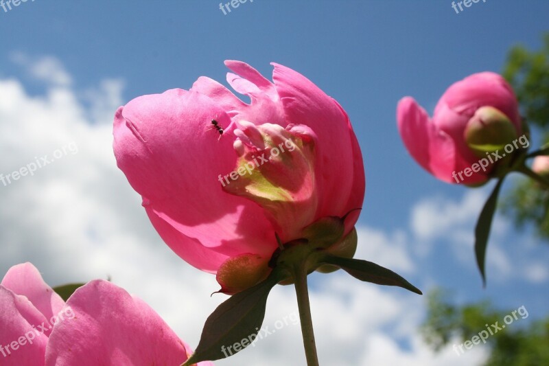 Peony Flower Ant Pink Free Photos