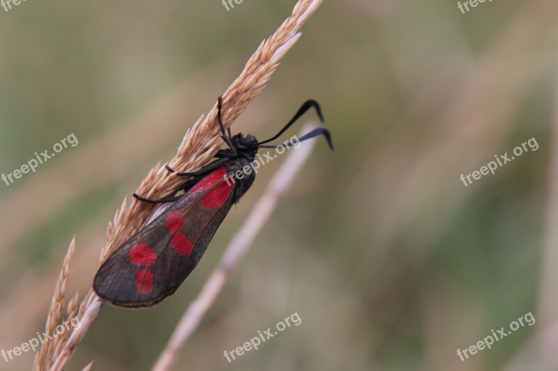 Moth Bug Grass Blade Of Grass Nature