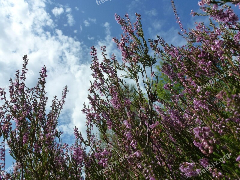 Heide Heather Blossom Bloom Purple