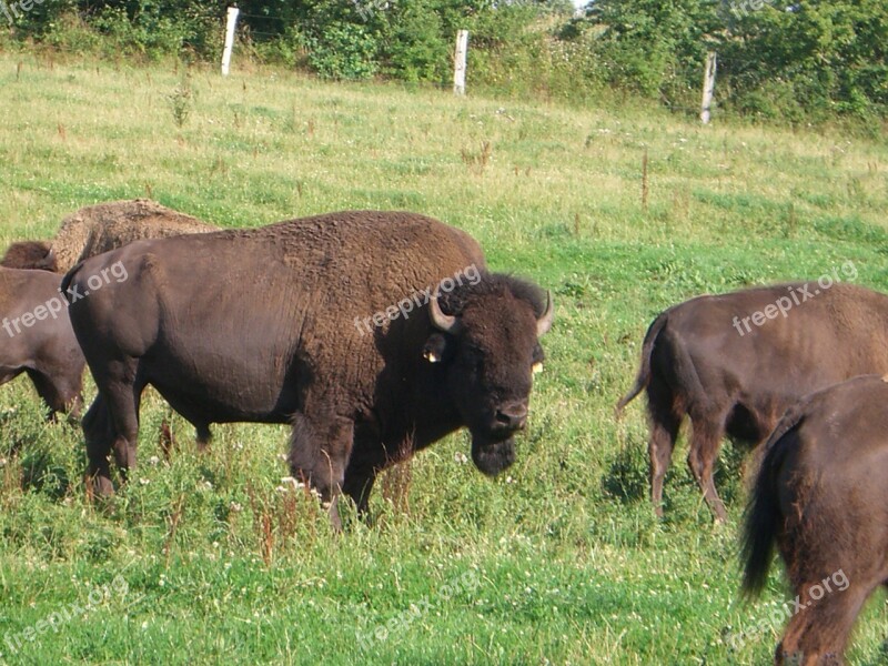 Bison Flock Beef Cattle Steak