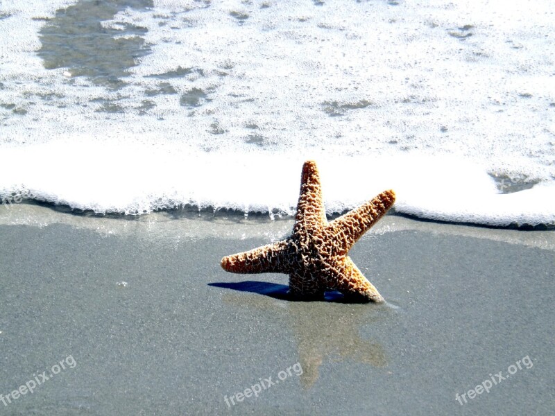 Ocean Shell Star Fish Sea Summer