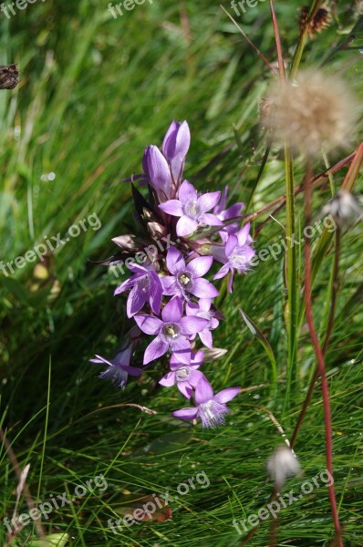 Gentian Violet Alpine Alpine Flower Gentian Plant