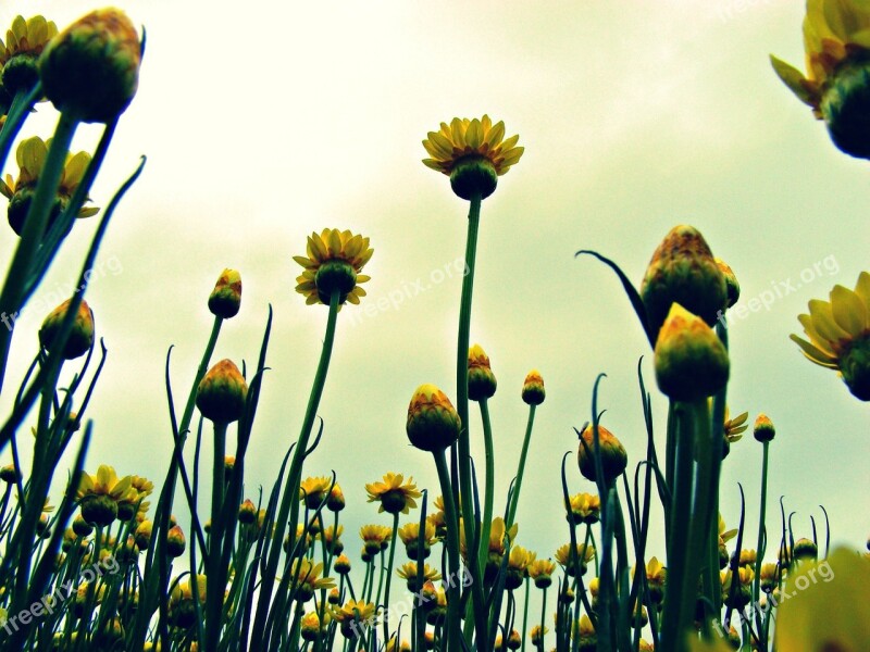 Paper Daisies Flowers Daisy Yellow Paper Daisies Yellow