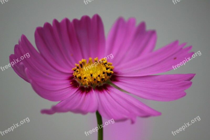 Cosmos Flower Cosmos Flower Blossom Pollen