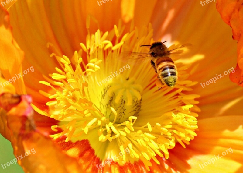 Poppy Flower Bee Orange Flower Poppy