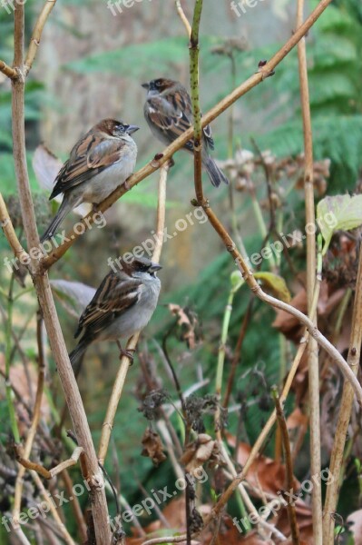 Sparrows Winter Garden Small Little