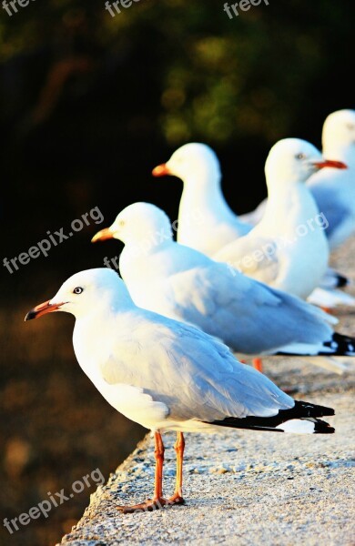 Seagulls Ocean Bird White Gull