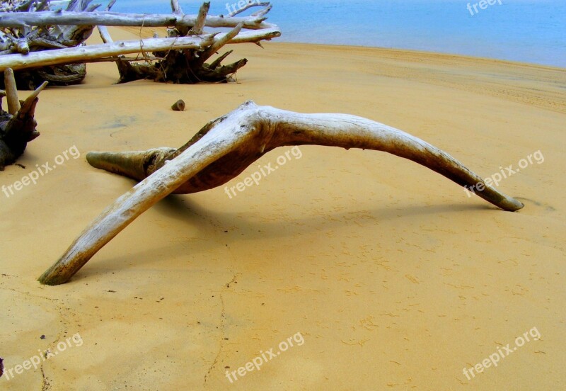 Driftwood Ocean Beach Sand Coast