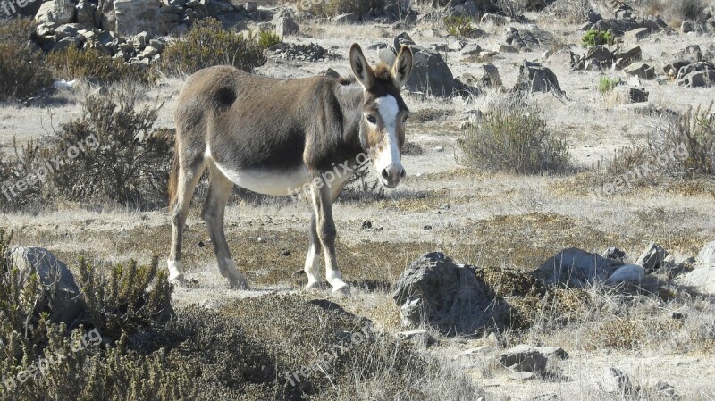 Donkey Animal Equine Grey Field