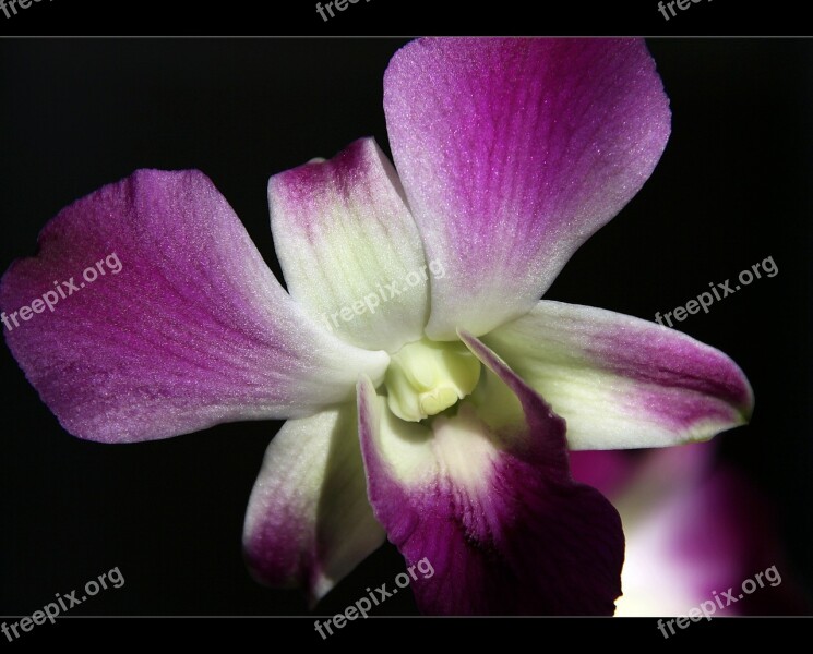 Orchid Flower Purple Free Photos