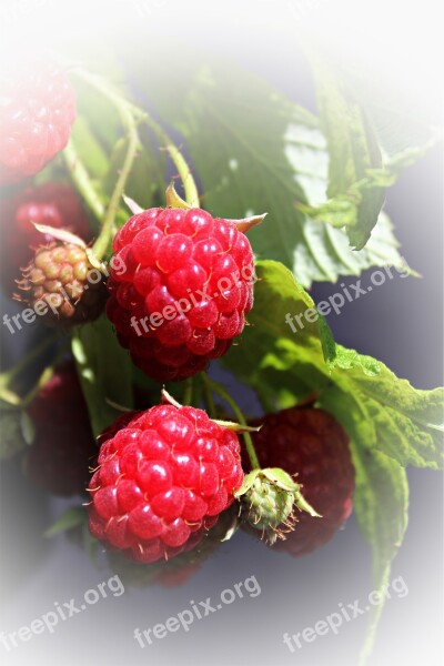 Raspberries Garden Soft Fruit Fruit Bush