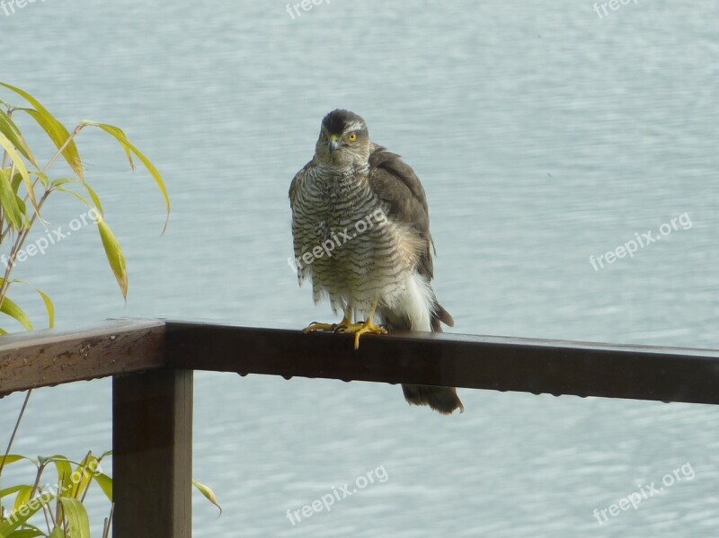 Sparrowhawk Bird Of Prey Bird Free Photos