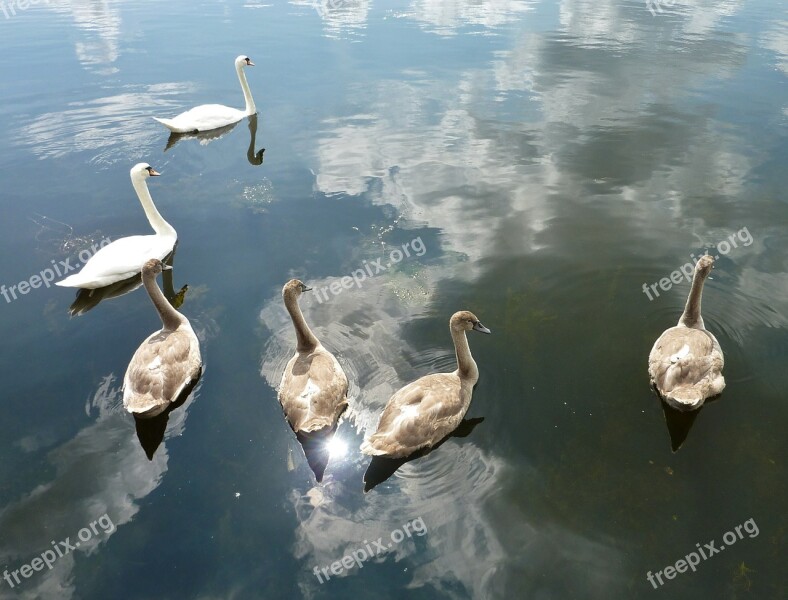 Swans Nature Water White Swan Boy