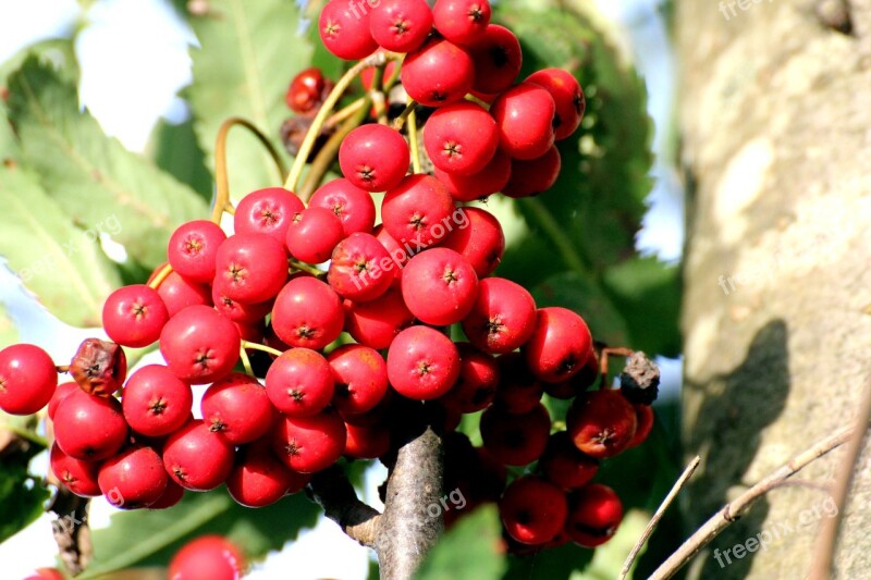 Rowan Mountain Ash Sorbus Aucuparia Deciduous Tree Flour Berries