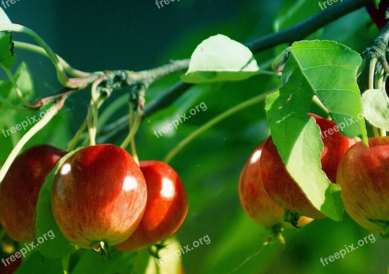 Apples Small Small Apples Ornamental Plants Fruit