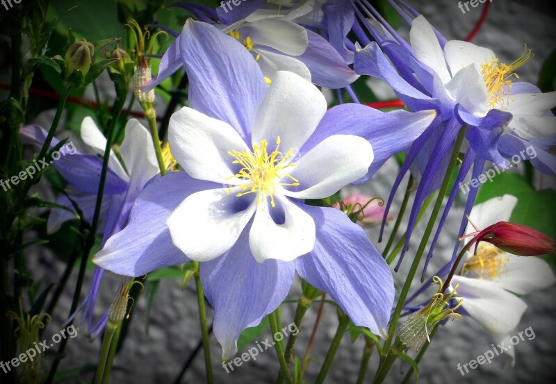 Flower Petals Stamen White Purple