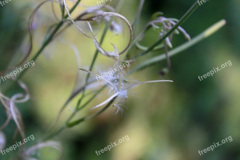 Wild Flower Blossom Bloom Purple Flower