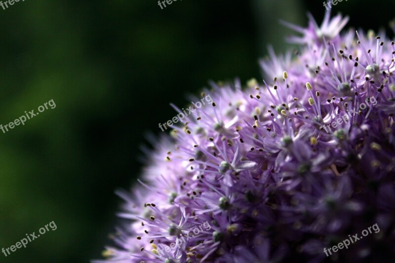 Wild Flower Blossom Bloom Purple Flower