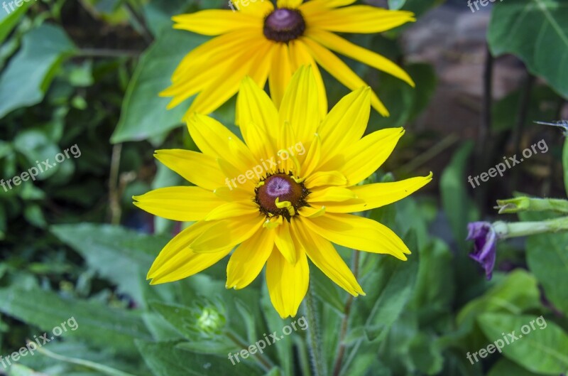 Rudbeckia Flower Yellow Flowers Garden Flowers Flowers