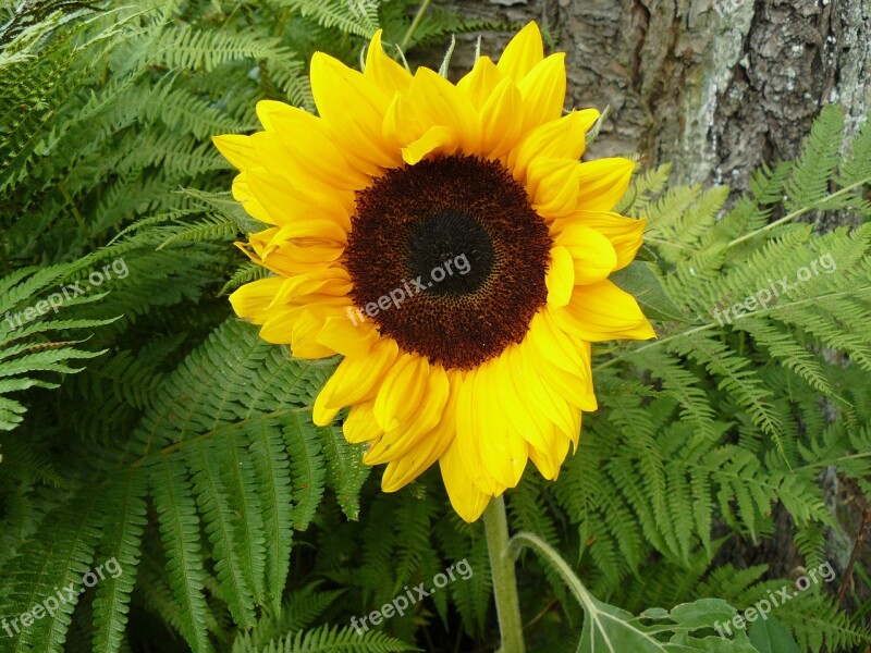 Sunflower Garden Yellow Summer Decorative