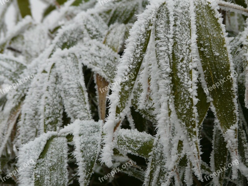 Bamboo Frozen Garden Dew Hoarfrost