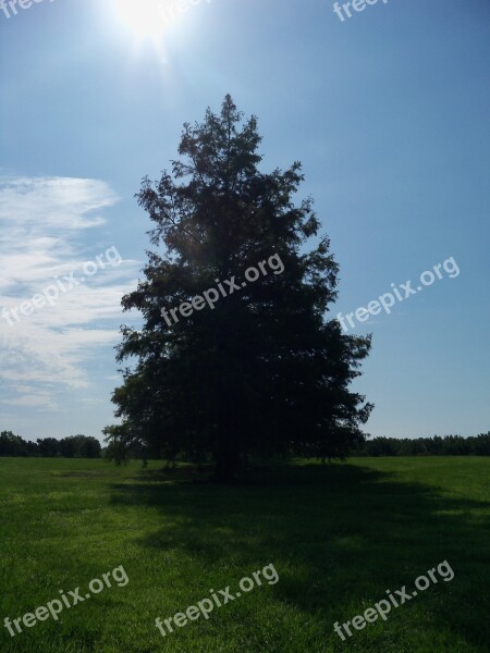 Tree Sunny Day Nature Green Outdoor