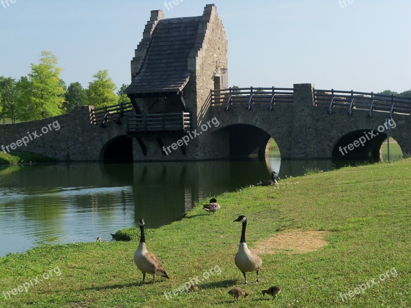 Bridge Geese Nature Lake Park