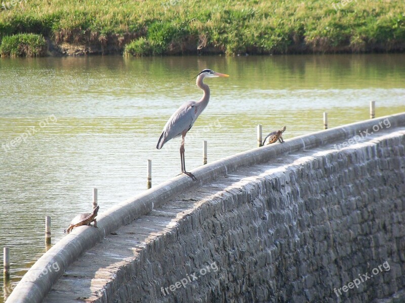 Great Blue Heron Bird Wildlife Nature Water