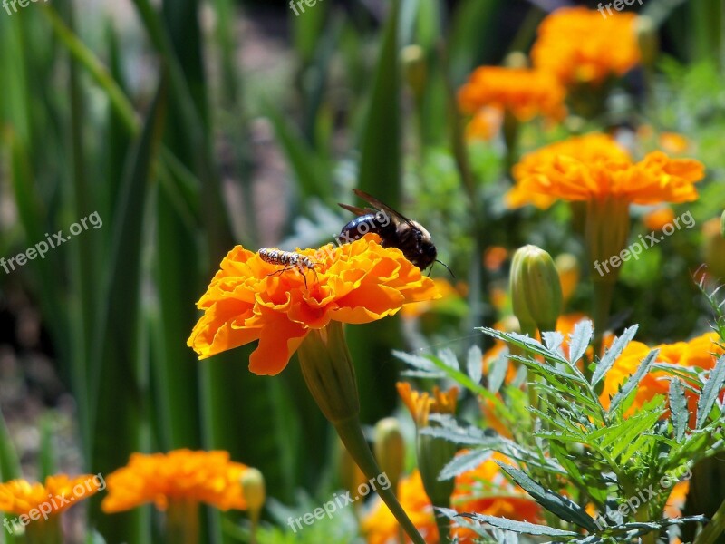 Bee Insect Nature Bug Pollen