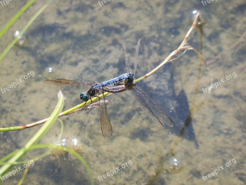 Dragonfly Insect Mating Nature Bug