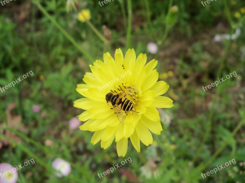 Hoverfly Flower Dandelion Nature Spring