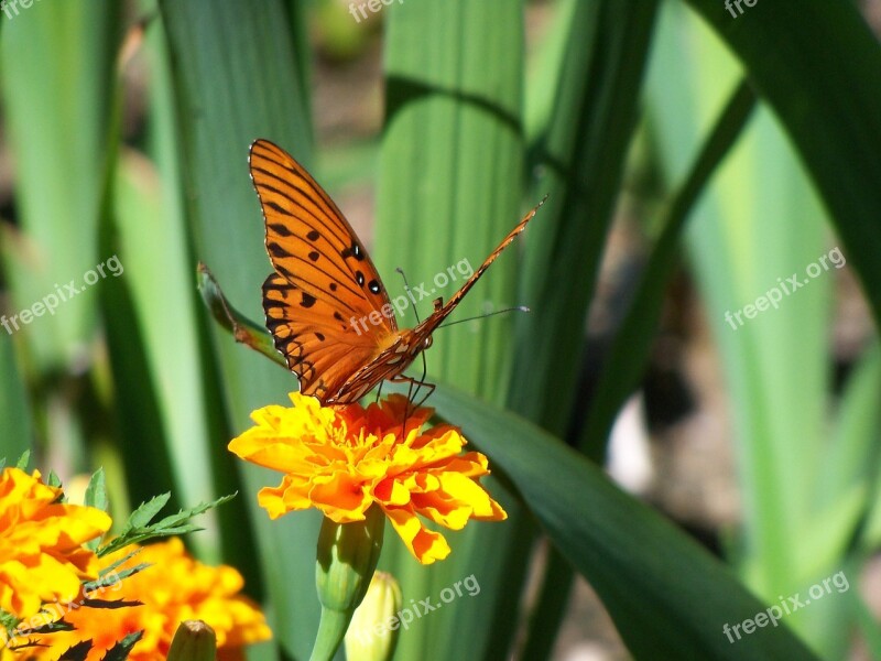 Butterfly Monarch Flower Summer Nature