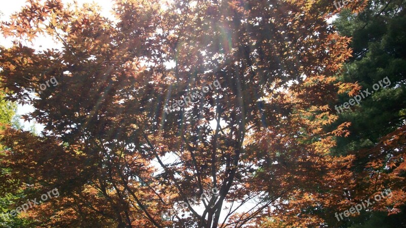 Japanese Maple Maple Nature Forest Trees