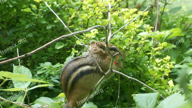 Chipmunk Cute Rodent Mammal Nature