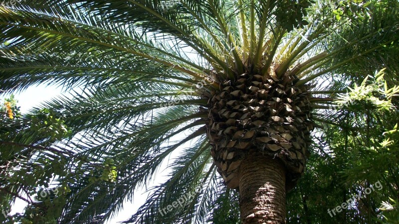 Palm Tree Tree Tropical Nature Exotic