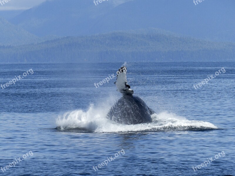 Humpback Whale Natural Spectacle Nature Mammal Animal