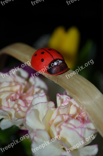 Corsage Basket Ladybug Clove Free Photos