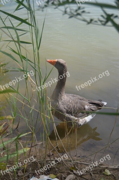 Goose Animals Nature Free Photos