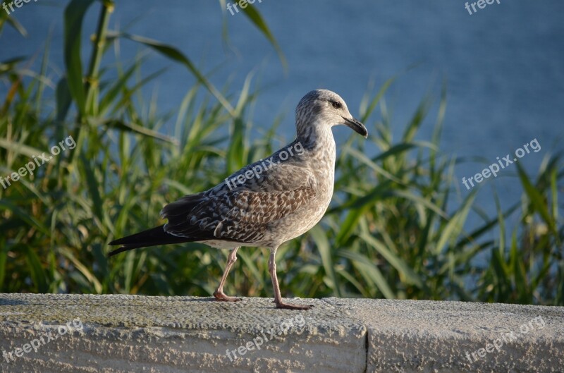 Seagull Bird Nature Free Photos