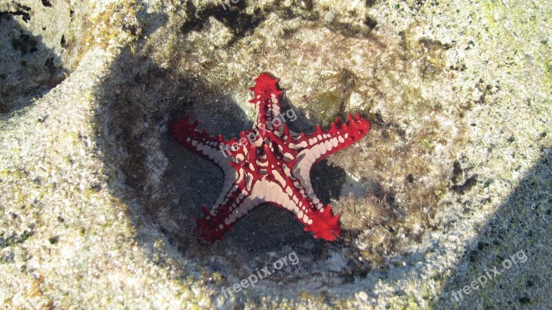 Starfish Mar Red Mozambique Broody