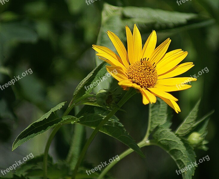 Słoneczniczek Rough Flower Yellow Garden Summer Flower