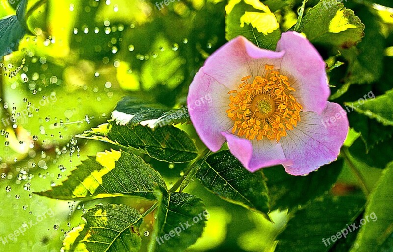 Wild Rose Field Rose Flower Flora Pink